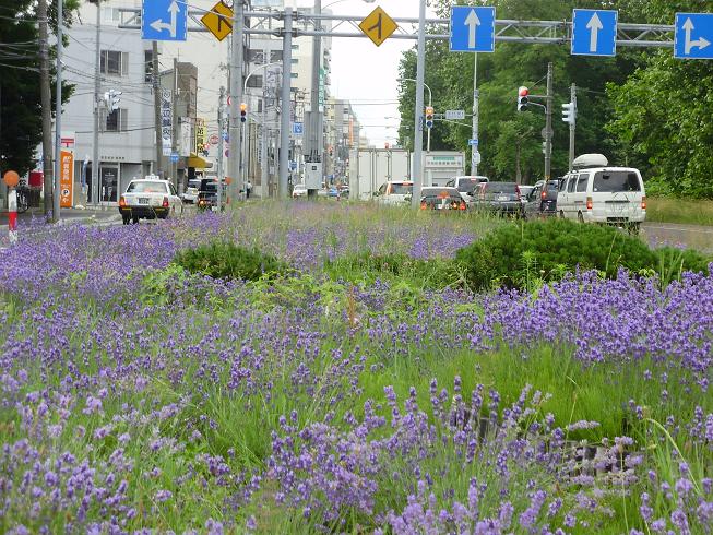 石狩街道の分離帯のラベンダー 石狩街道の分離帯のラベンダー