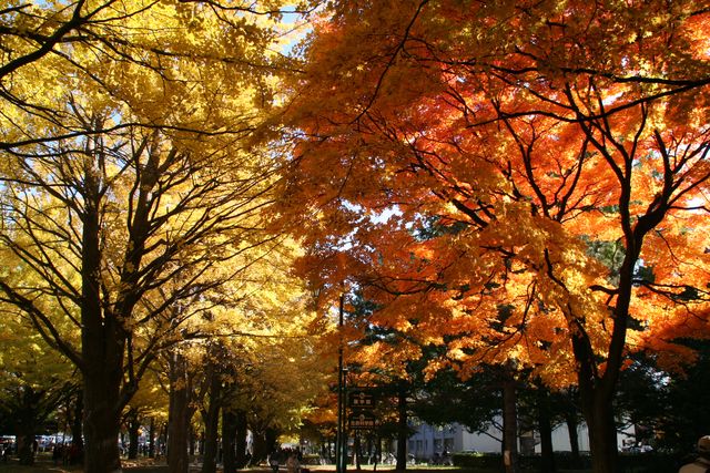 あっと言う間に11月に入りました。 あっと言う間に11月に入りました。