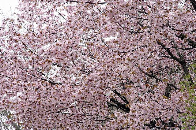 憲法記念日に思うこと・・ 憲法記念日に思うこと・・