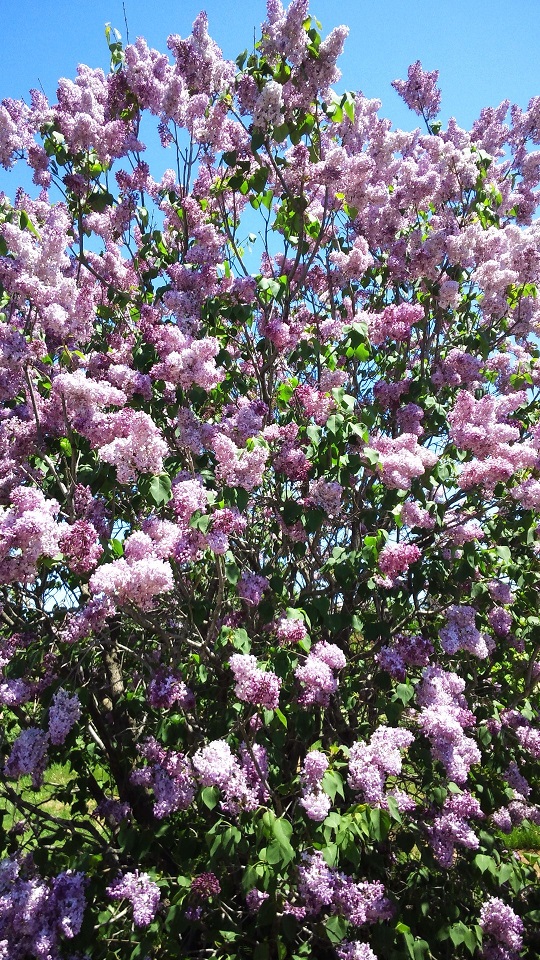 川下公園ライラックの森 川下公園ライラックの森