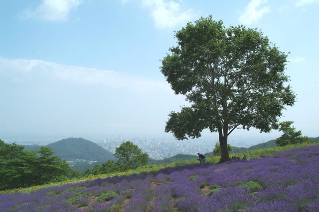 幌見峠 幌見峠